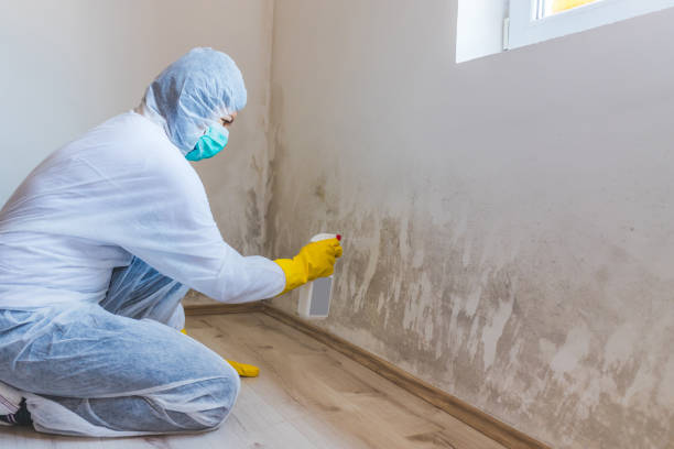 Licensed Mold Inspection service in Verona, NJ - WQB Mold Removal